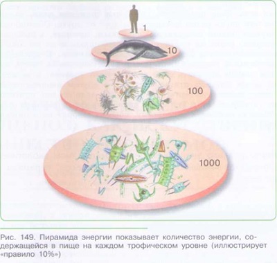 ЭКОЛОГИЧЕСКИЕ ПИРАМИДЫ_002